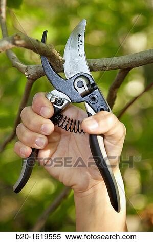 Cutting of tree branches, Pruning secateur, hand tool for agriculture, Donostia, San Sebastian, Gipuzkoa, Basque Country, Spain View Large Photo Image Stock Photography - Cutting of tree branches, Pruning secateur, hand tool for agriculture, Donostia, San Sebastian, Gipuzkoa, Basque Country, Spain. Fotosearch