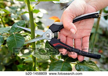 Stock Photo - Cutting roses using secateurs, greenhouse gardening, Astigarraga, Gipuzkoa, Euskadi, Spain. Fotosearch