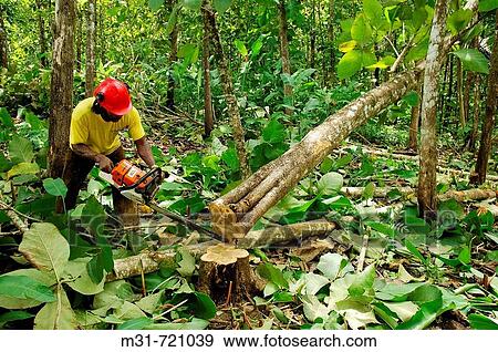 Stock Photo - Cutting Teak plantation, PanamB province, Rep. of PanamB, Central America. 2006. Fotosearch