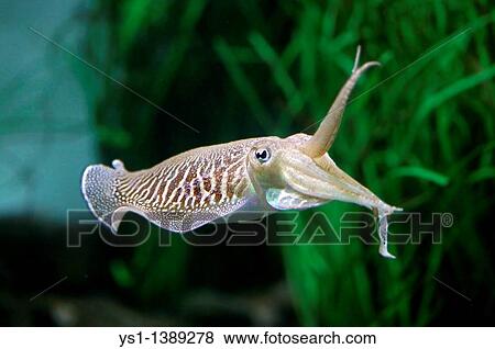 Stock Photo - Cuttlefish, sepia sp, Adult. Fotosearch