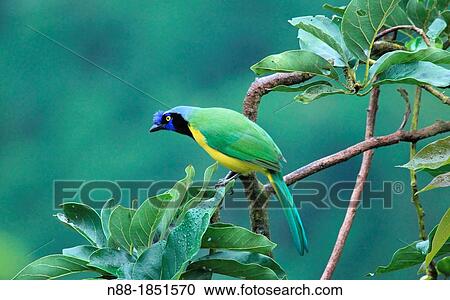 Cyanocorax yncas Altos Mirandinos Venezuela View Large Photo Image Stock Image - Cyanocorax yncas Altos Mirandinos Venezuela. Fotosearch