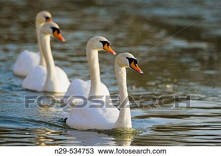 Cygnus olor, Mute Swan, group swimming View Large Photo Image Stock Image - Cygnus olor, Mute Swan, group swimming. Fotosearch