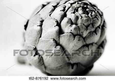Stock Image - Cynara scolymus Close-up of an artichoke. Fotosearch