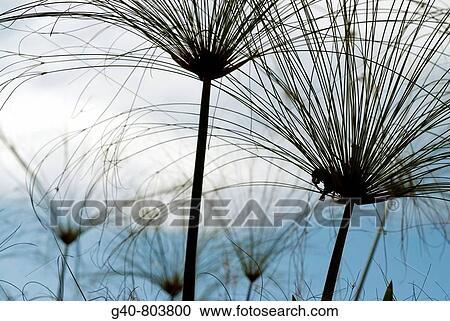 Stock Image - Cyperus Papyrus. Fotosearch