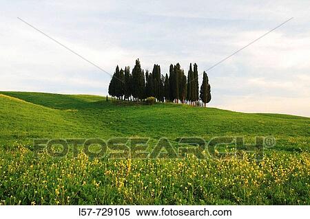 Cypress, Italian Cypress, Cupressus sempervirens, Rape, hill countryside, agricultural landscape, Tuscany, Italy View Large Photo Image Stock Photography - Cypress, Italian Cypress, Cupressus sempervirens, Rape, hill countryside, agricultural landscape, Tuscany, Italy. Fotosearch