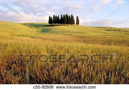 Stock Photograph - Cypress. Near San Quirico d? Orcia. Tuscany. Italy.. Fotosearch