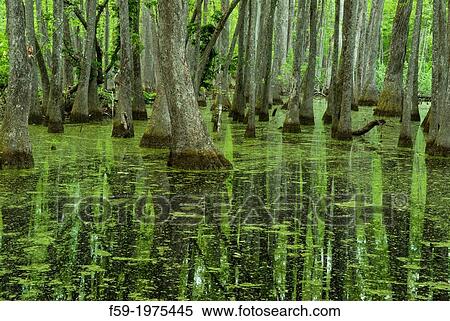 Cypress Swamp, Natchez Trace, Mississippi. View Large Photo Image Stock Photography - Cypress Swamp, Natchez Trace, Mississippi.. Fotosearch