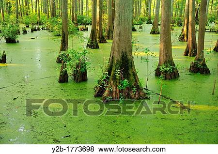 Cypress tree bases at Heron's Pond along the Cache River in Illinois. View Large Photo Image Stock Photo - Cypress tree bases at Heron's Pond along the Cache River in Illinois.. Fotosearch