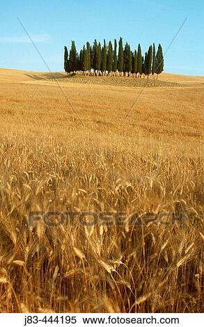 Cypress trees in wheat field, Val d? Orcia, Siena province, Tuscany, Italy View Large Photo Image Stock Photography - Cypress trees in wheat field, Val d? Orcia, Siena province, Tuscany, Italy. Fotosearch
