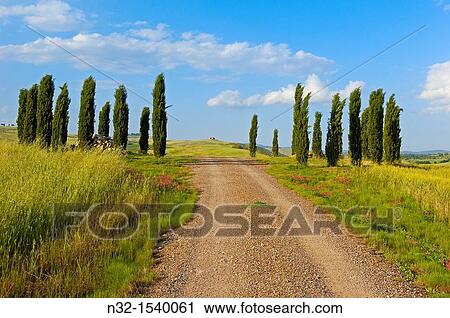 Cypress trees, San Quirico d? Orcia, Val d? Orcia, Siena Province, Tuscany, Italy View Large Photo Image Stock Image - Cypress trees, San Quirico d? Orcia, Val d? Orcia, Siena Province, Tuscany, Italy. Fotosearch