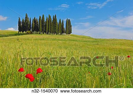 Cypress trees, San Quirico d? Orcia, Val d? Orcia, Siena Province, Tuscany, Italy View Large Photo Image Stock Image - Cypress trees, San Quirico d? Orcia, Val d? Orcia, Siena Province, Tuscany, Italy. Fotosearch