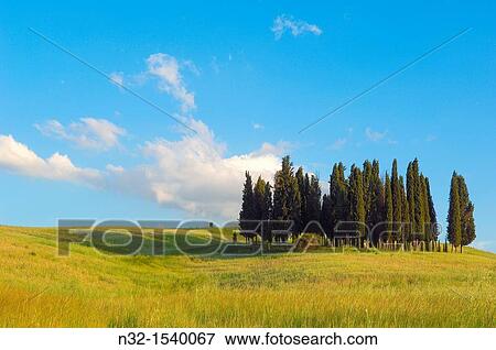 Cypress trees, San Quirico d? Orcia, Val d? Orcia, Siena Province, Tuscany, Italy View Large Photo Image Stock Photo - Cypress trees, San Quirico d? Orcia, Val d? Orcia, Siena Province, Tuscany, Italy. Fotosearch