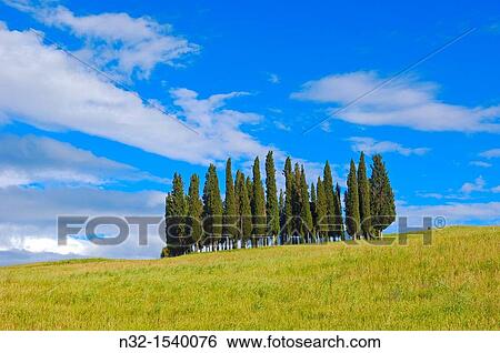 Cypress trees, San Quirico d? Orcia, Val d? Orcia, Siena Province, Tuscany, Italy View Large Photo Image Stock Photograph - Cypress trees, San Quirico d? Orcia, Val d? Orcia, Siena Province, Tuscany, Italy. Fotosearch