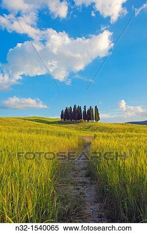 Cypress trees, San Quirico d? Orcia, Val d? Orcia, Siena Province, Tuscany, Italy View Large Photo Image Stock Photography - Cypress trees, San Quirico d? Orcia, Val d? Orcia, Siena Province, Tuscany, Italy. Fotosearch