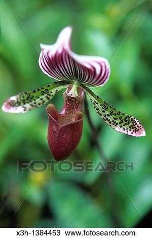 Cypripedium calceolus orchid, Reunion island, overseas departement of France, Indian Ocean View Large Photo Image Stock Image - Cypripedium calceolus orchid, Reunion island, overseas departement of France, Indian Ocean. Fotosearch