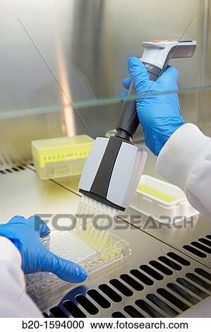 Cytotoxicity studies View Large Photo Image Stock Image - Cytotoxicity studies. Fotosearch