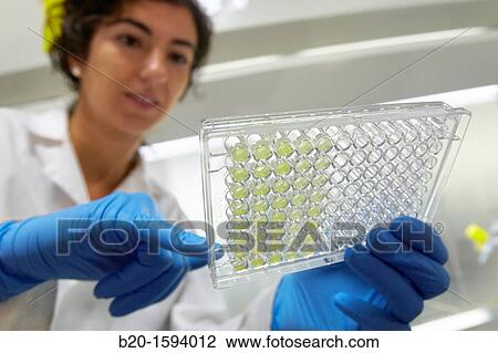Cytotoxicity studies View Large Photo Image Stock Image - Cytotoxicity studies. Fotosearch