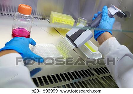 Cytotoxicity studies View Large Photo Image Stock Photo - Cytotoxicity studies. Fotosearch