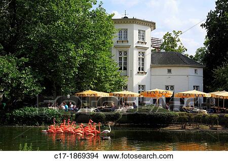 D-Krefeld, Rhine, Lower Rhine, Rhineland, North Rhine-Westphalia, NRW, D-Krefeld-Bockum, Grotenburgschloesschen in the zoological garden Krefeld, Grotenburg castle, gastronomy, sidewalk cafe, sunshades, people, American Flamingoes, Phoenicopterus ruber View Large Photo Image Picture - D-Krefeld, Rhine, Lower Rhine, Rhineland, North Rhine-Westphalia, NRW, D-Krefeld-Bockum, Grotenburgschloesschen in the zoological garden Krefeld, Grotenburg castle, gastronomy, sidewalk cafe, sunshades, people, American Flamingoes, Phoenicopterus ruber. Fotosearch