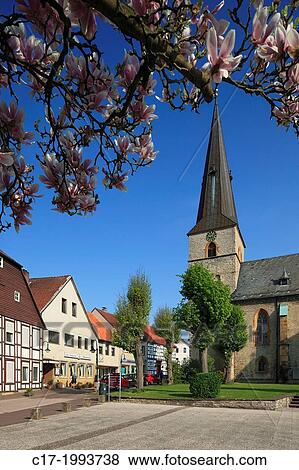 D-Werther (Westfalen), Ravensberger Mulde, Ravensberger Huegelland, TERRA. vita Nature Park, Teutoburgian Forest, East Westphalia, North Rhine-Westphalia, NRW, evangelic church Saint Jacobi, parish church, residential buildings, magnolia blossom. View Large Photo Image Stock Photo - D-Werther (Westfalen), Ravensberger Mulde, Ravensberger Huegelland, TERRA. vita Nature Park, Teutoburgian Forest, East Westphalia, North Rhine-Westphalia, NRW, evangelic church Saint Jacobi, parish church, residential buildings, magnolia blossom.. Fotosearch