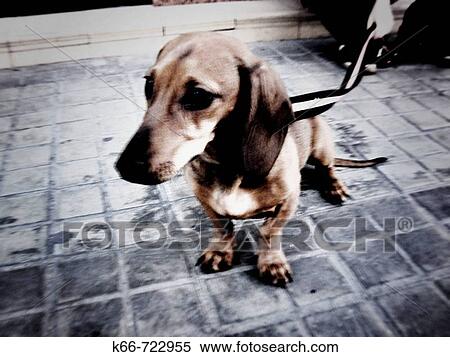 Dachshund View Large Photo Image Stock Photography - Dachshund. Fotosearch