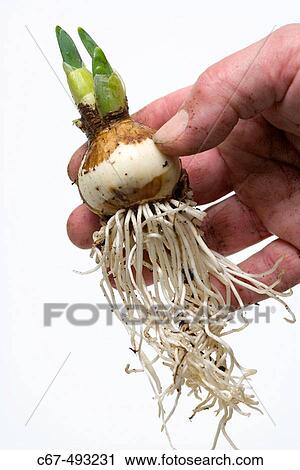 Daffodil bulb. View Large Photo Image Stock Image - Daffodil bulb.. Fotosearch