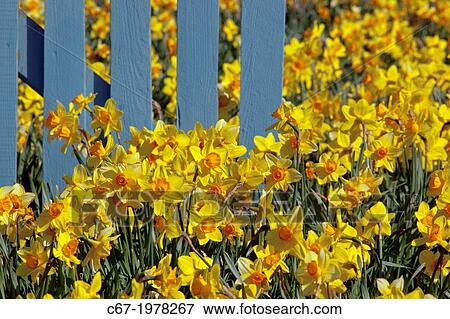 Daffodils and Blue fence Happisburgh Norfolk March UK. View Large Photo Image Stock Photo - Daffodils and Blue fence Happisburgh Norfolk March UK.. Fotosearch