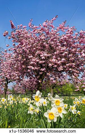 Daffodils and Sping Blossom on The Stray Harrogate North Yorkshire England View Large Photo Image Stock Photograph - Daffodils and Sping Blossom on The Stray Harrogate North Yorkshire England. Fotosearch