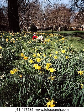 Daffodils in spring. Canterbury. New Zealand. View Large Photo Image Stock Photography - Daffodils in spring. Canterbury. New Zealand.. Fotosearch