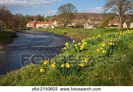 Daffodils in spring Sinnington North Yorkshire England UK. View Large Photo Image Stock Image - Daffodils in spring Sinnington North Yorkshire England UK.. Fotosearch