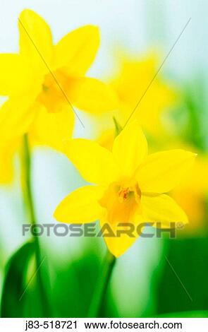 Daffodils (Narcissus sp. ) View Large Photo Image Stock Image - Daffodils (Narcissus sp. ). Fotosearch