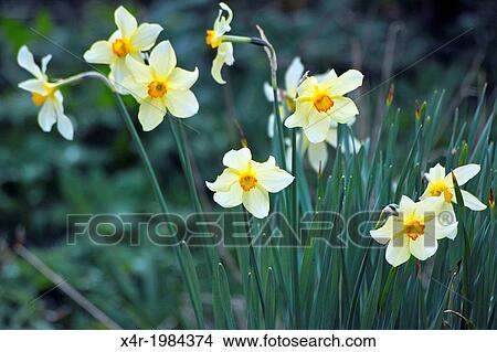 Picture - Daffodils, or Narcissies, growing in a garden in County Westmeath, Ireland.. Fotosearch