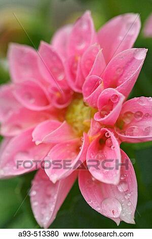 Stock Image - Dahlia (Dahlia hybr. ). Fotosearch