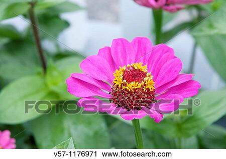Stock Image - Dahlia flower. Close view.. Fotosearch