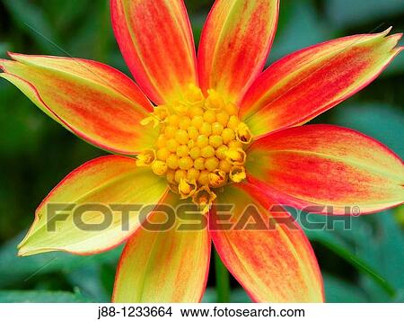 Dahlia flower View Large Photo Image Picture - Dahlia flower. Fotosearch
