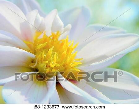 Dahlia flower View Large Photo Image Stock Photo - Dahlia flower. Fotosearch