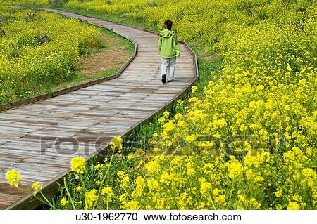 Stock Image - Daimiel National Park, in Ciudad Real province. Castilla-La Mancha, Spain.. Fotosearch
