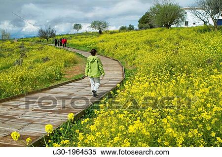 Stock Photography - Daimiel National Park, in Ciudad Real province. Castilla-La Mancha, Spain.. Fotosearch