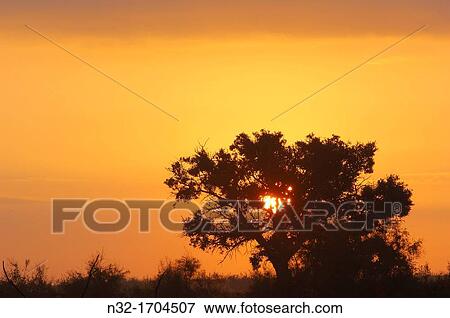 Daimiel, Tablas de Daimiel National Park, Ciudad Real province, Castilla La Mancha, Spain View Large Photo Image Stock Photo - Daimiel, Tablas de Daimiel National Park, Ciudad Real province, Castilla La Mancha, Spain. Fotosearch