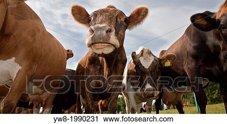 Dairy Cow, Hvalfjordur, Iceland. View Large Photo Image Stock Image - Dairy Cow, Hvalfjordur, Iceland.. Fotosearch