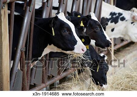 Dairy cows eating hay in the barn near Smithsburg Maryland USA View Large Photo Image Stock Photography - Dairy cows eating hay in the barn near Smithsburg Maryland USA. Fotosearch