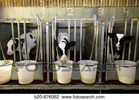 Dairy cows in farm, Azpeitia, Gipuzkoa, Basque Country, Spain View Large Photo Image Stock Image - Dairy cows in farm, Azpeitia, Gipuzkoa, Basque Country, Spain. Fotosearch
