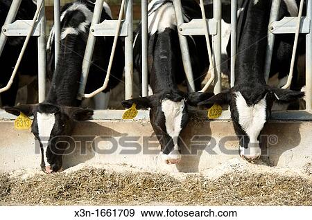 Dairy cows reaching for feed outside of gate on farm View Large Photo Image Stock Photo - Dairy cows reaching for feed outside of gate on farm. Fotosearch
