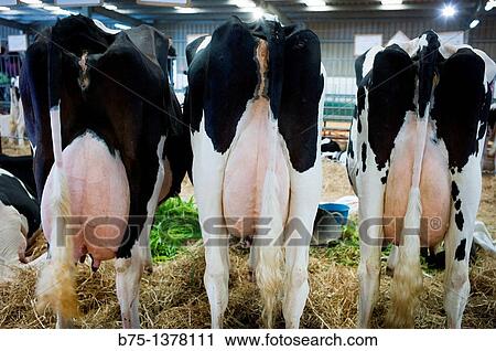 Dairy farm View Large Photo Image Stock Image - Dairy farm. Fotosearch