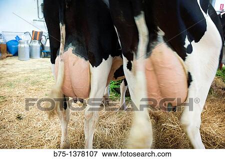 Dairy farm View Large Photo Image Stock Photo - Dairy farm. Fotosearch