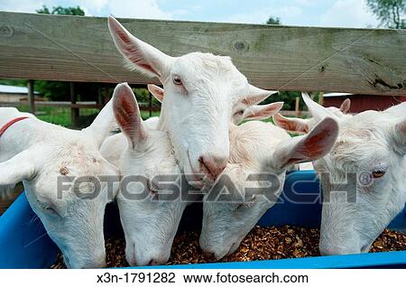 Stock Image - Dairy goat farm breeder and cheese producers in western Maryland USA. Fotosearch
