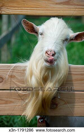 Dairy goat ram in western Maryland USA View Large Photo Image Stock Photograph - Dairy goat ram in western Maryland USA. Fotosearch