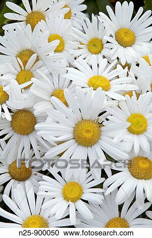 Stock Image - Daisies (Bellis perennis), fam. Asteraceae. Fotosearch