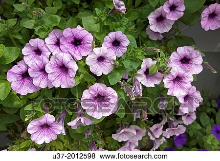 Daisies. Genting Highland, Malaysia. View Large Photo Image Stock Photo - Daisies. Genting Highland, Malaysia.. Fotosearch