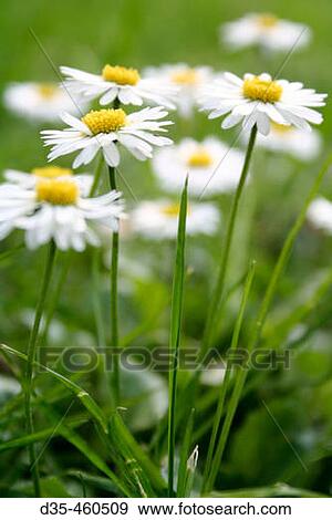 Daisies in grass, Bellis perennis View Large Photo Image Stock Photo - Daisies in grass, Bellis perennis. Fotosearch